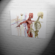 Poster | anatomical bodys